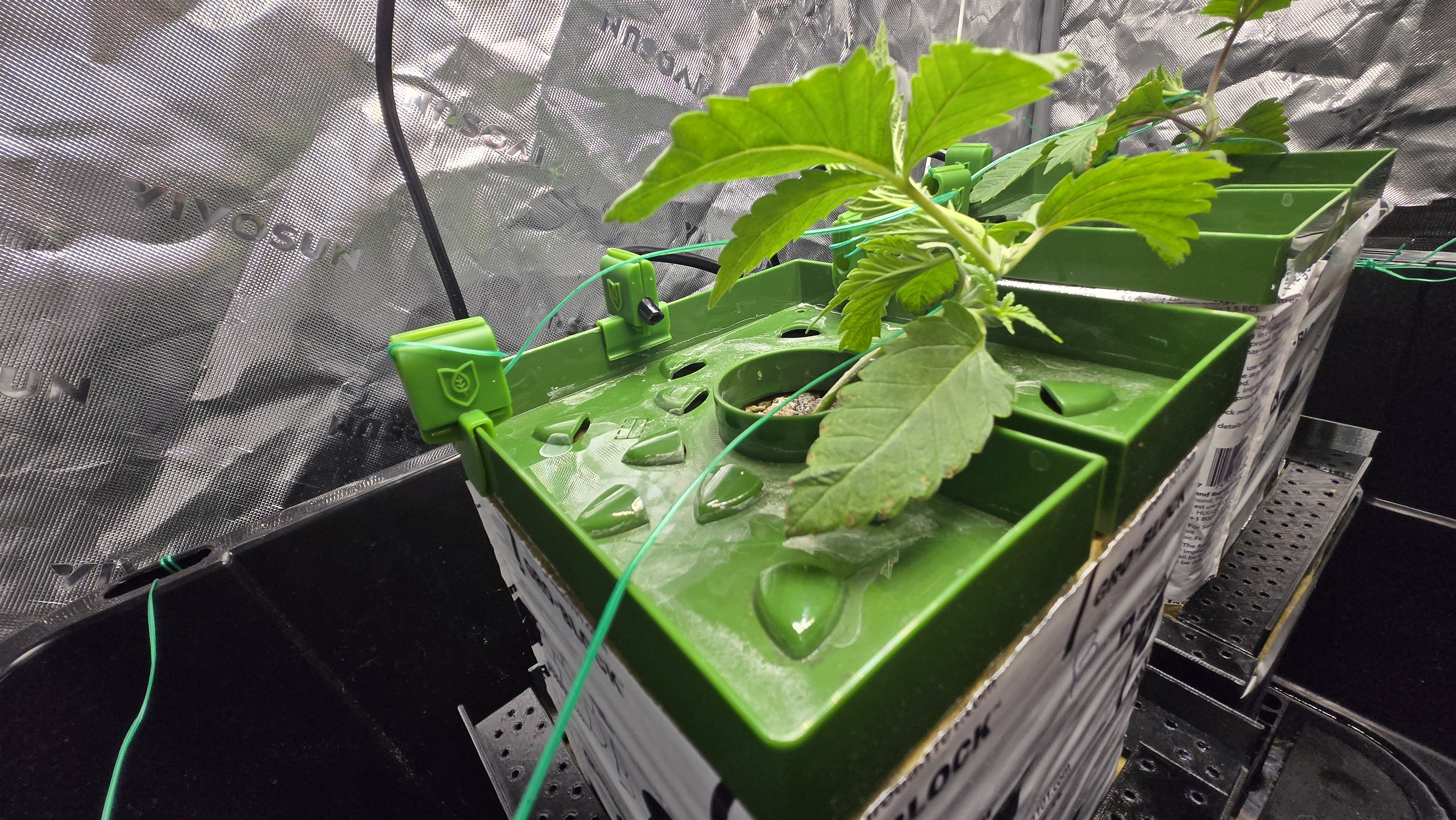 Exotic Genetics — vegetative, day 18