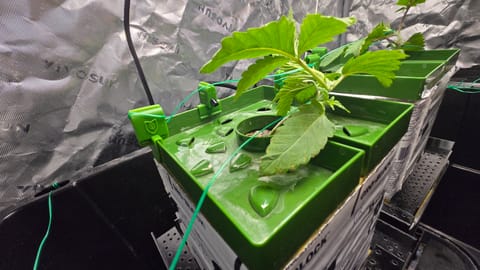 Exotic Genetics — vegetative, day 18