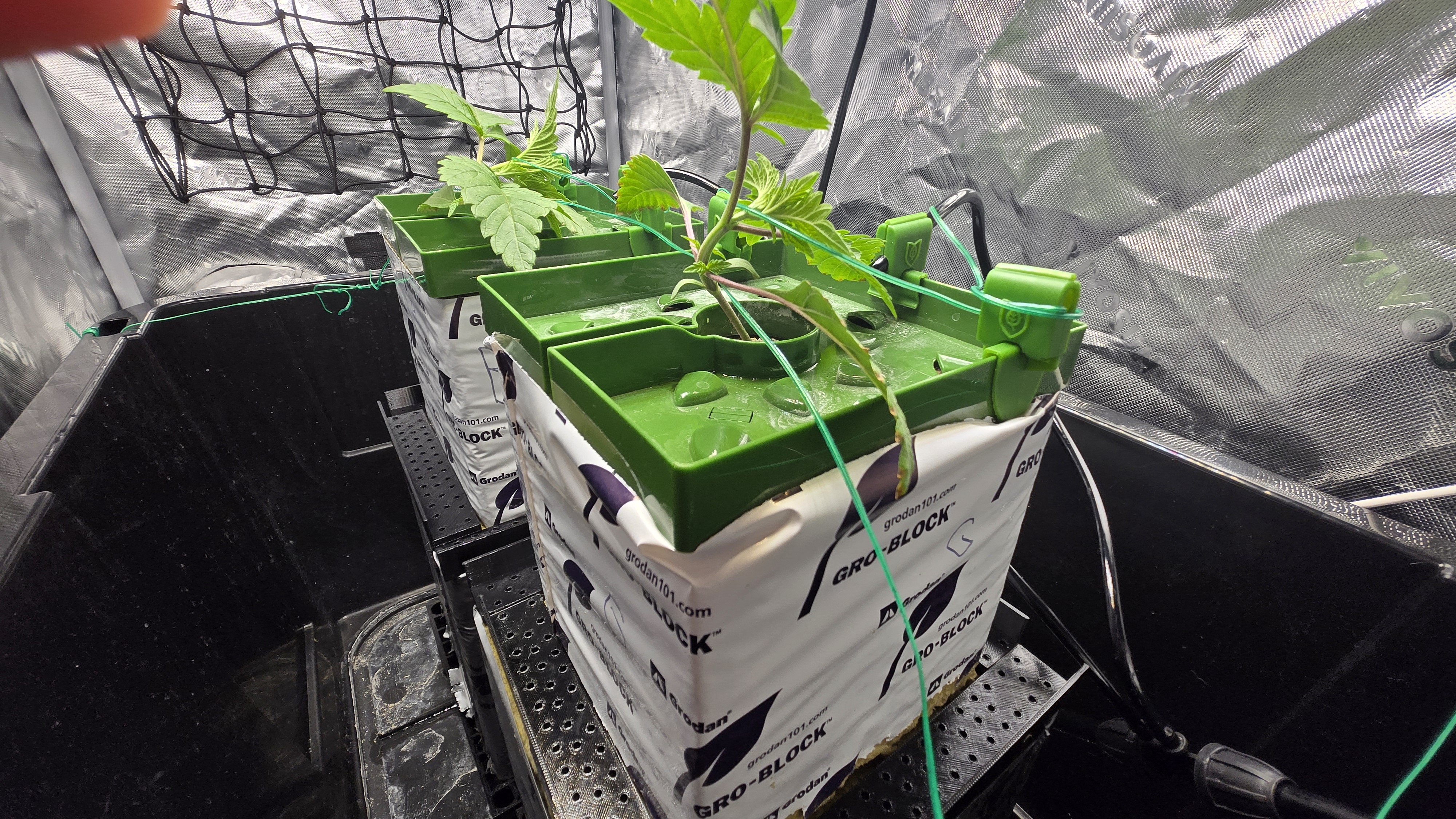 Exotic Genetics — vegetative, day 18