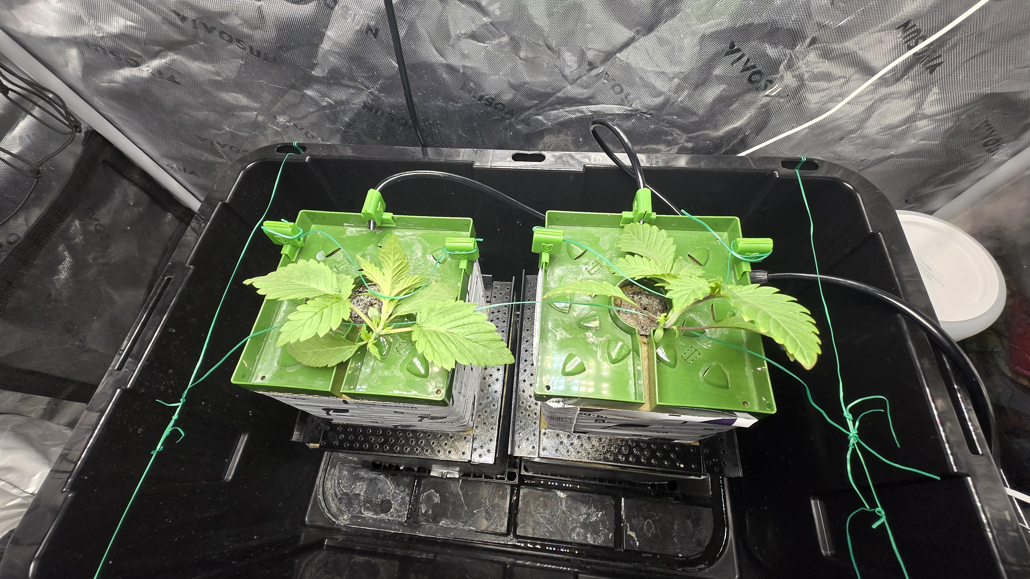 Exotic Genetics — vegetative, day 18