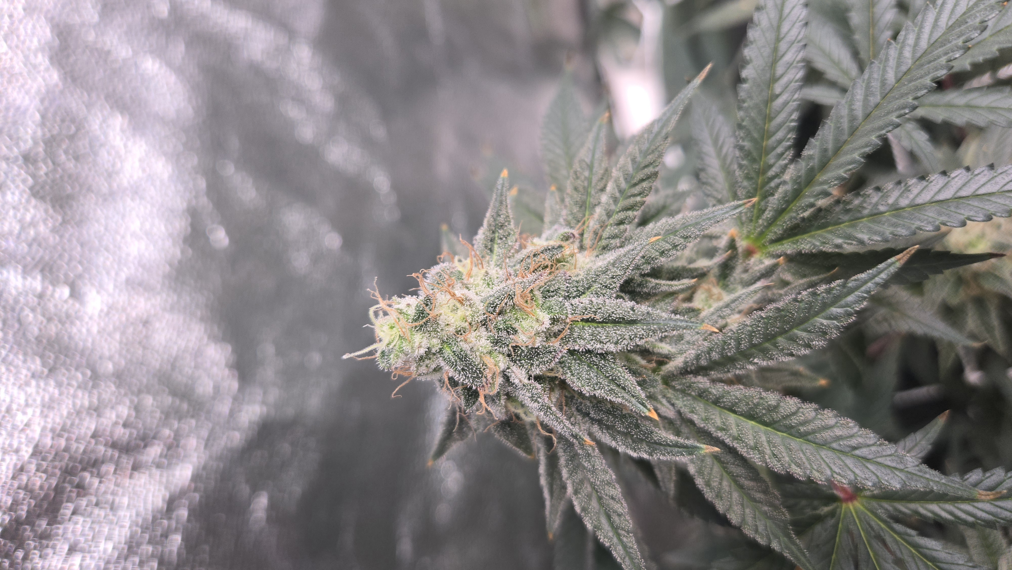 Runtz x Mint — flower, day 100