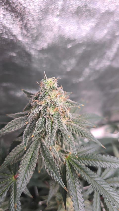 Runtz x Mint — flower, day 100