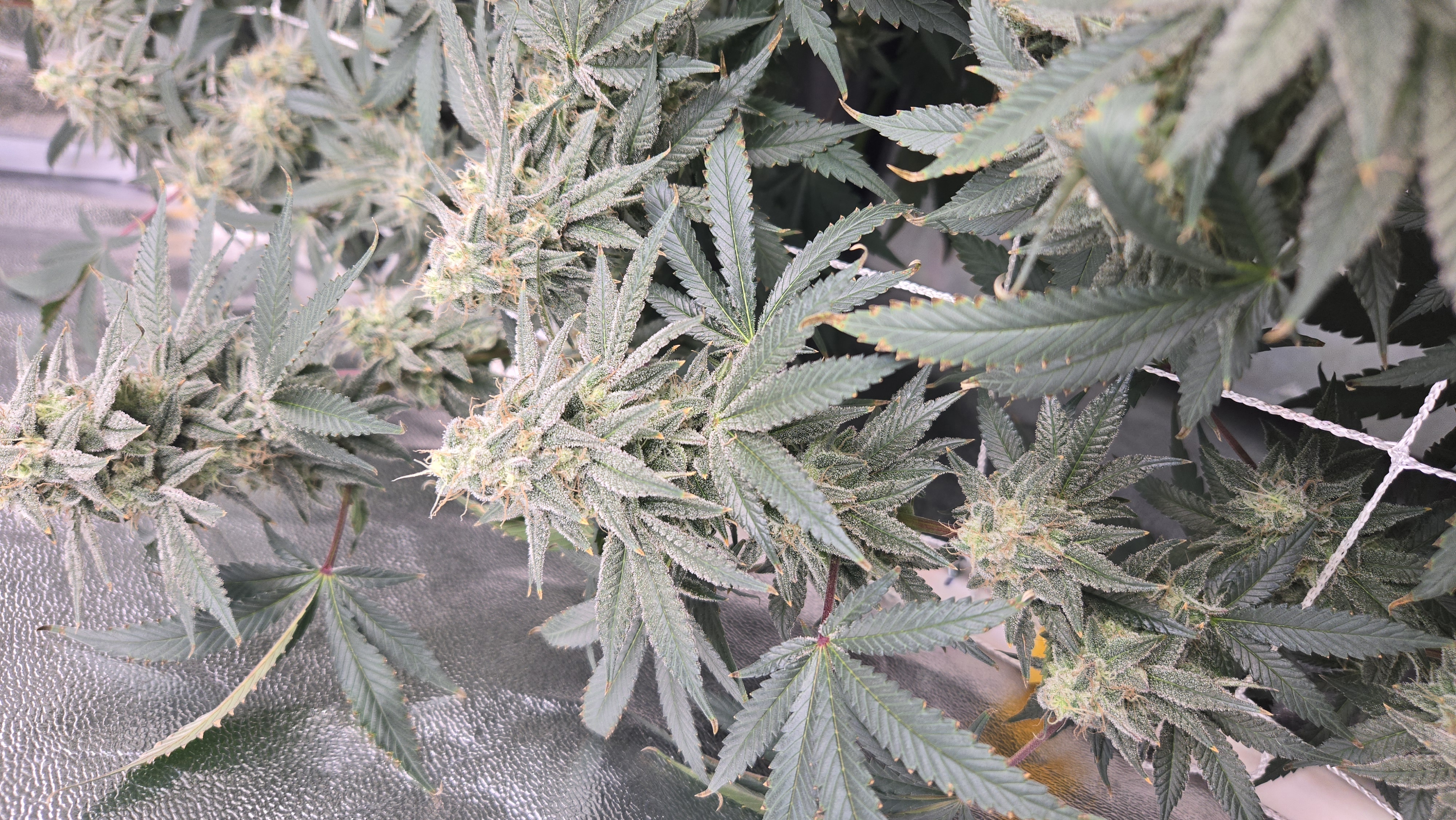 Runtz x Mint — flower, day 100