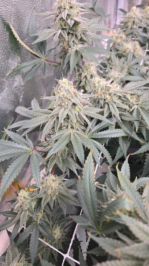 Runtz x Mint — flower, day 100
