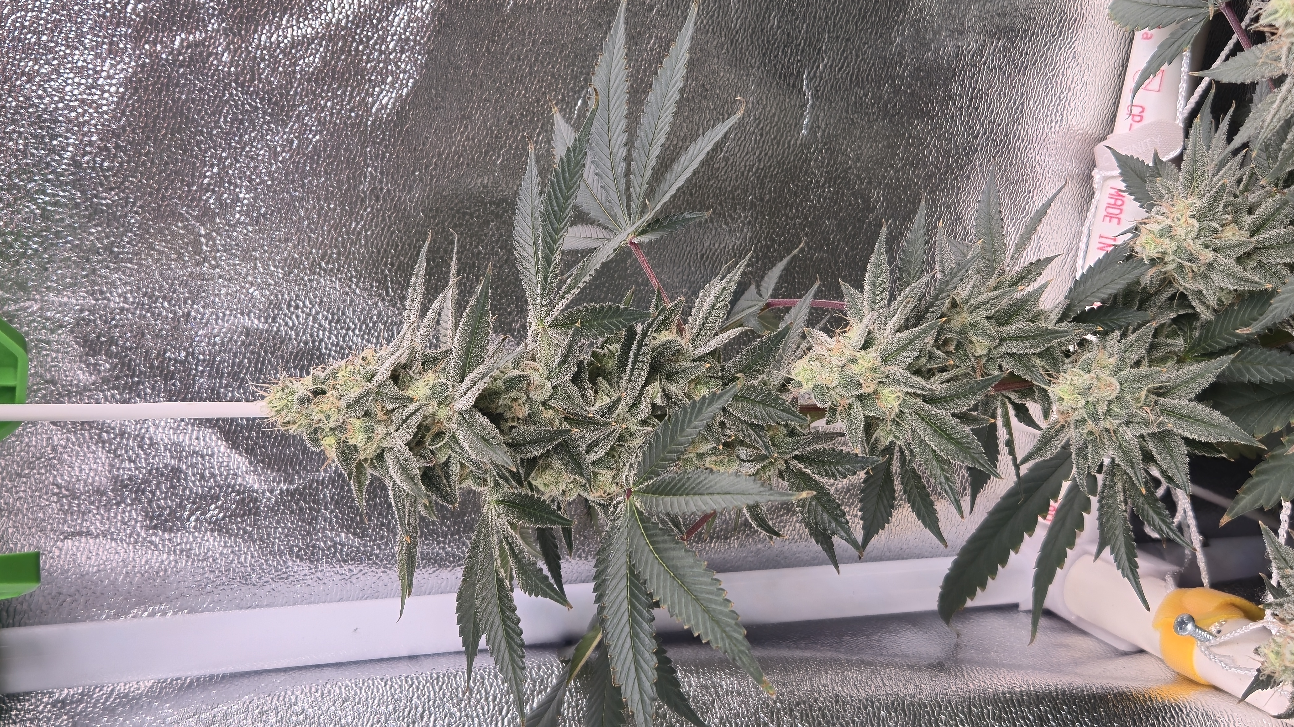 Runtz x Mint — flower, day 100