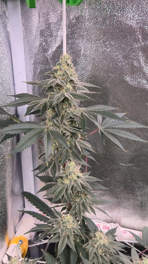 Runtz x Mint — flower, day 100