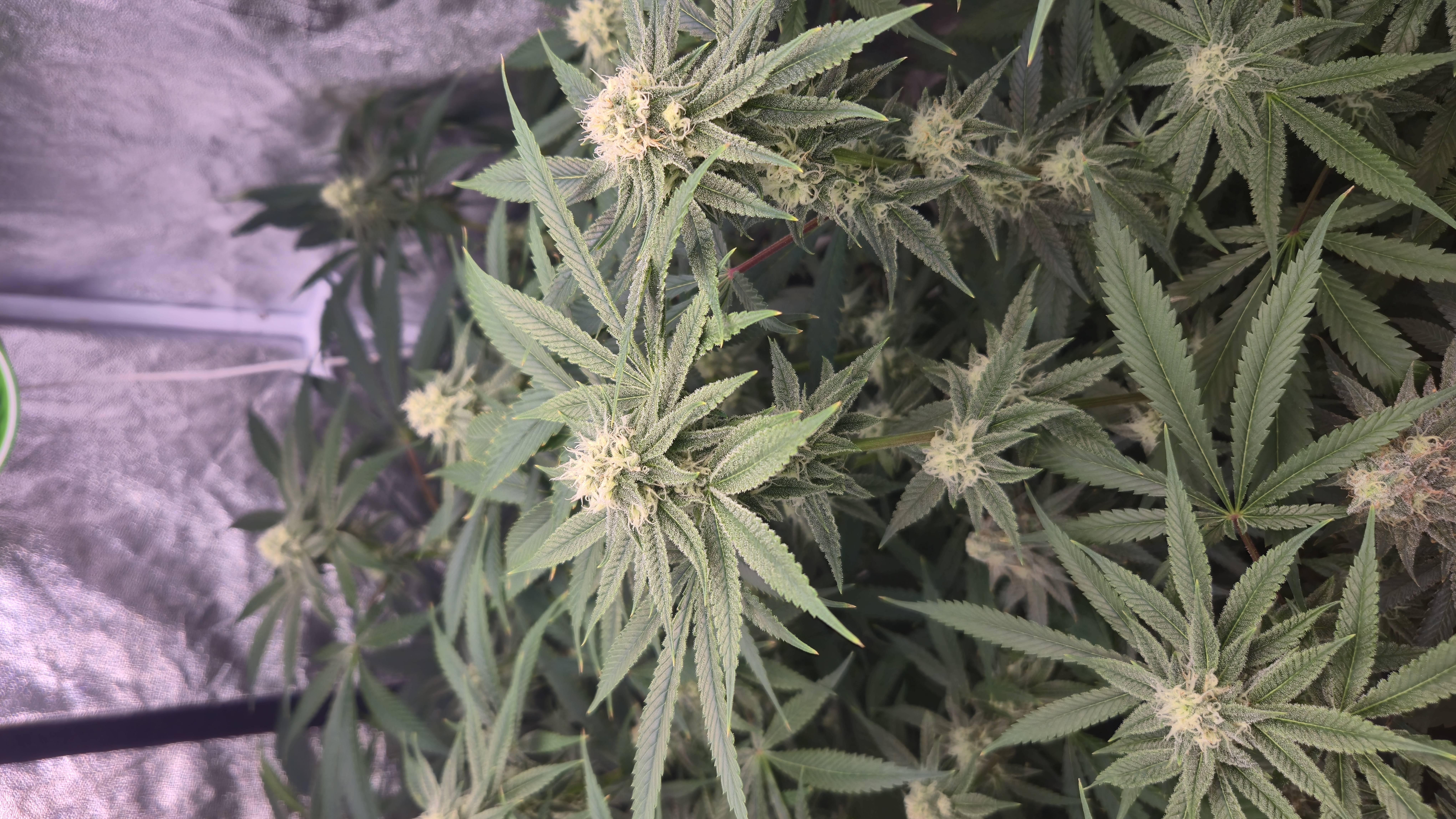 Frozen B.A.G. — flower, day 71