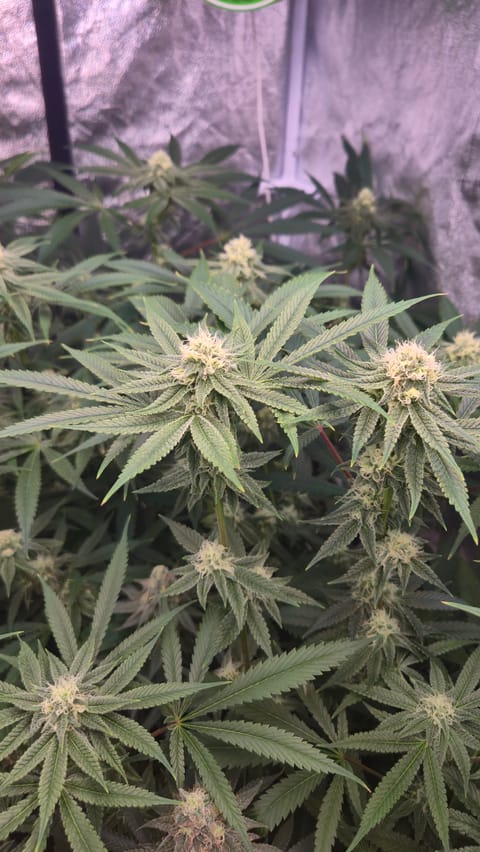 Frozen B.A.G. — flower, day 71