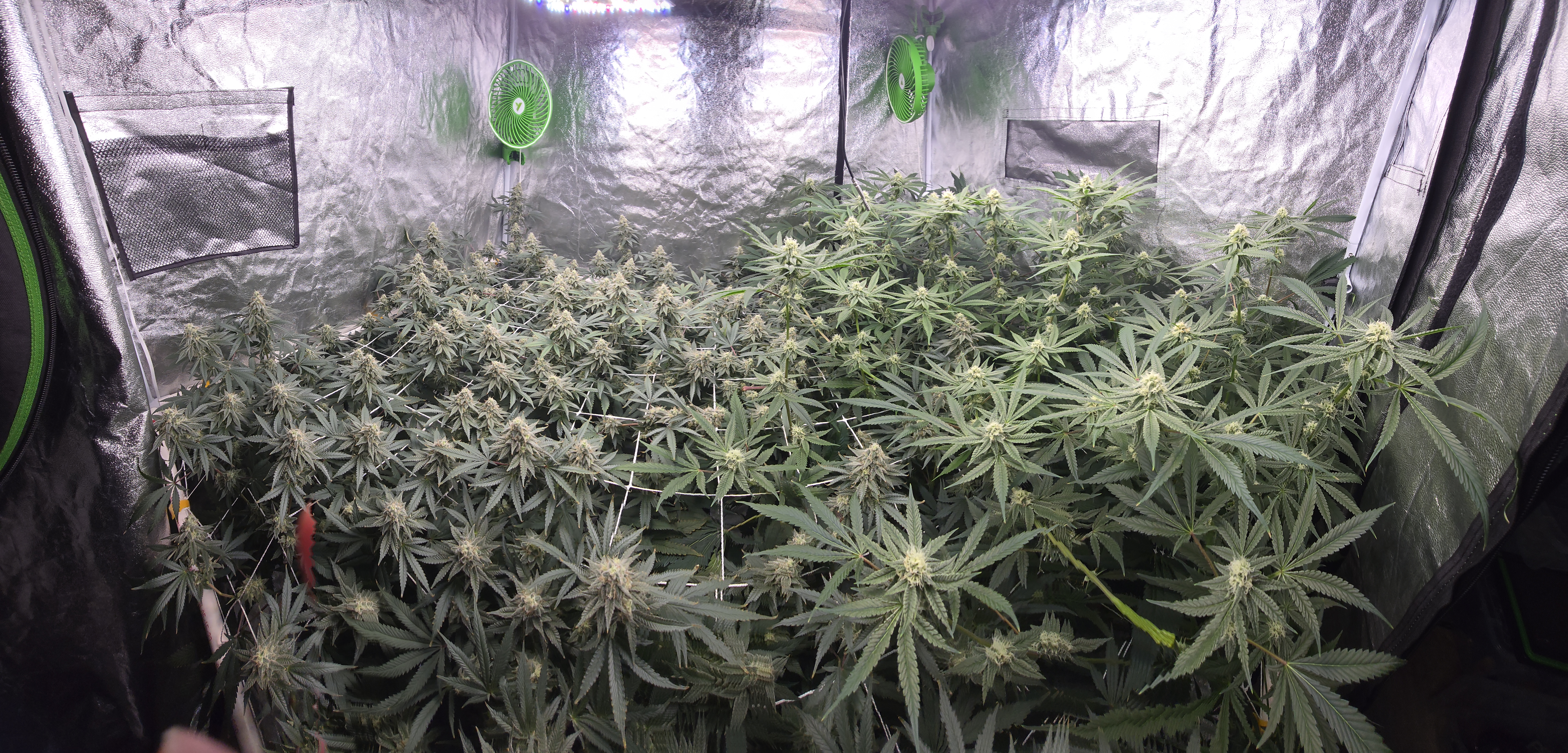 Frozen B.A.G. — flower, day 71