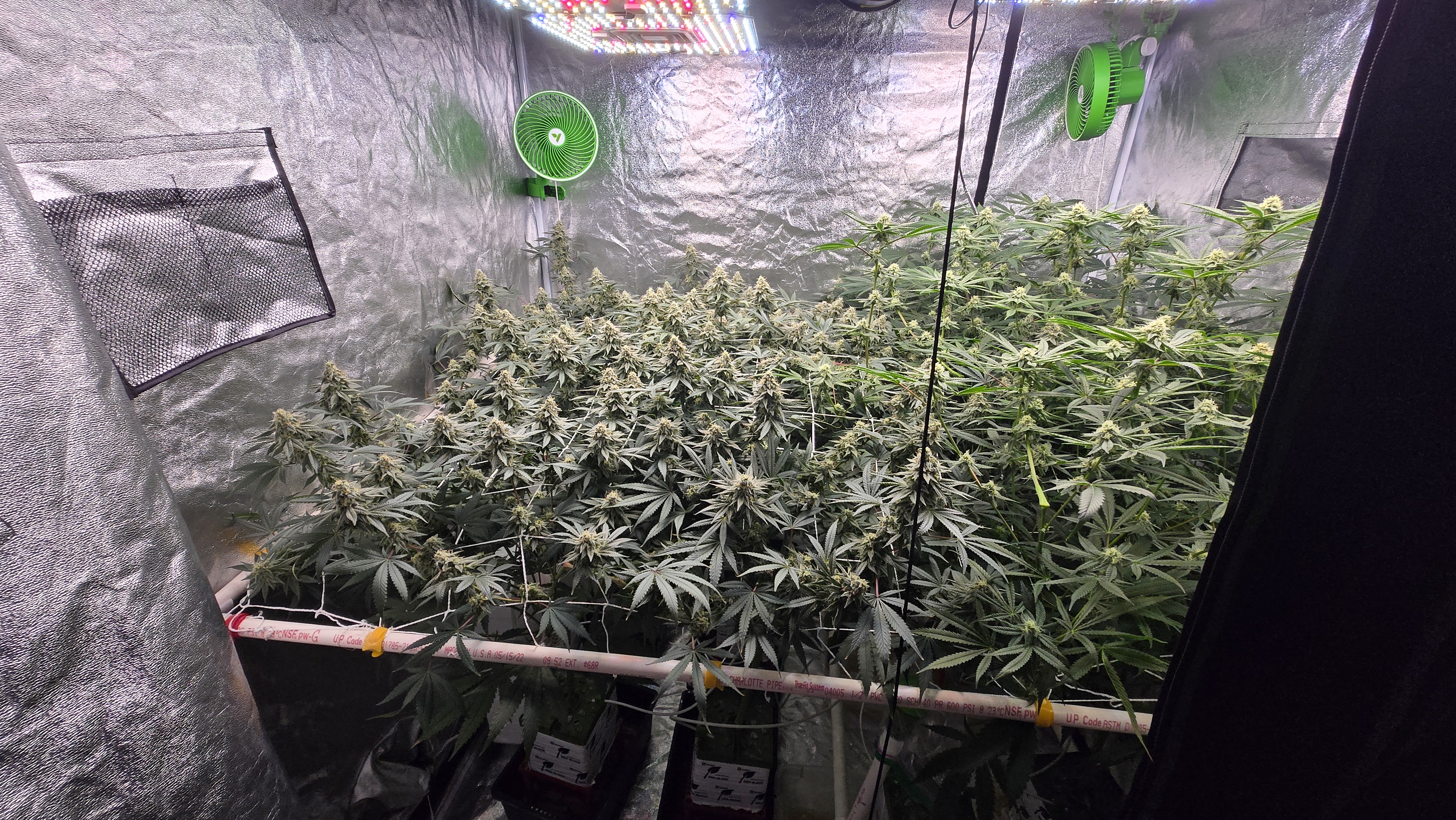 Frozen B.A.G. — flower, day 71