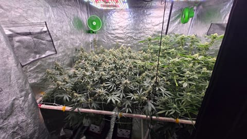 Frozen B.A.G. — flower, day 71