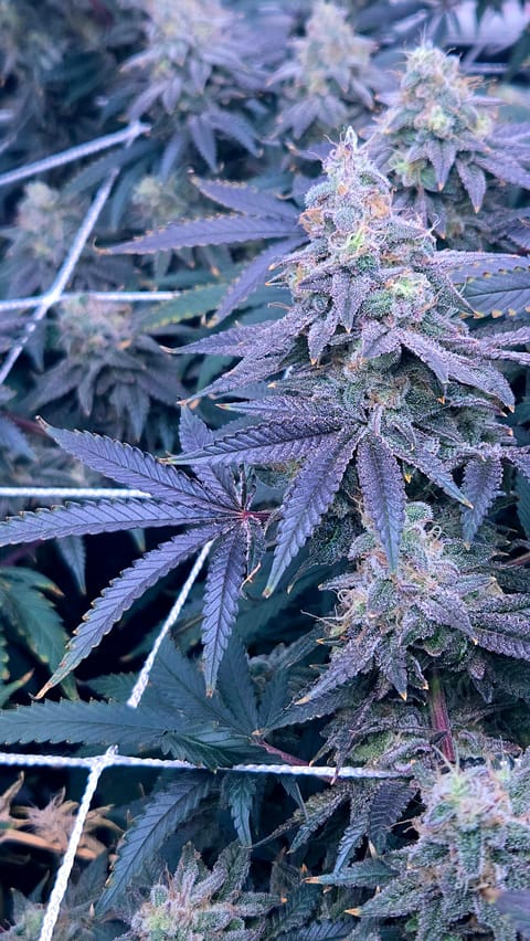 Runtz x Mint — flower, day 107