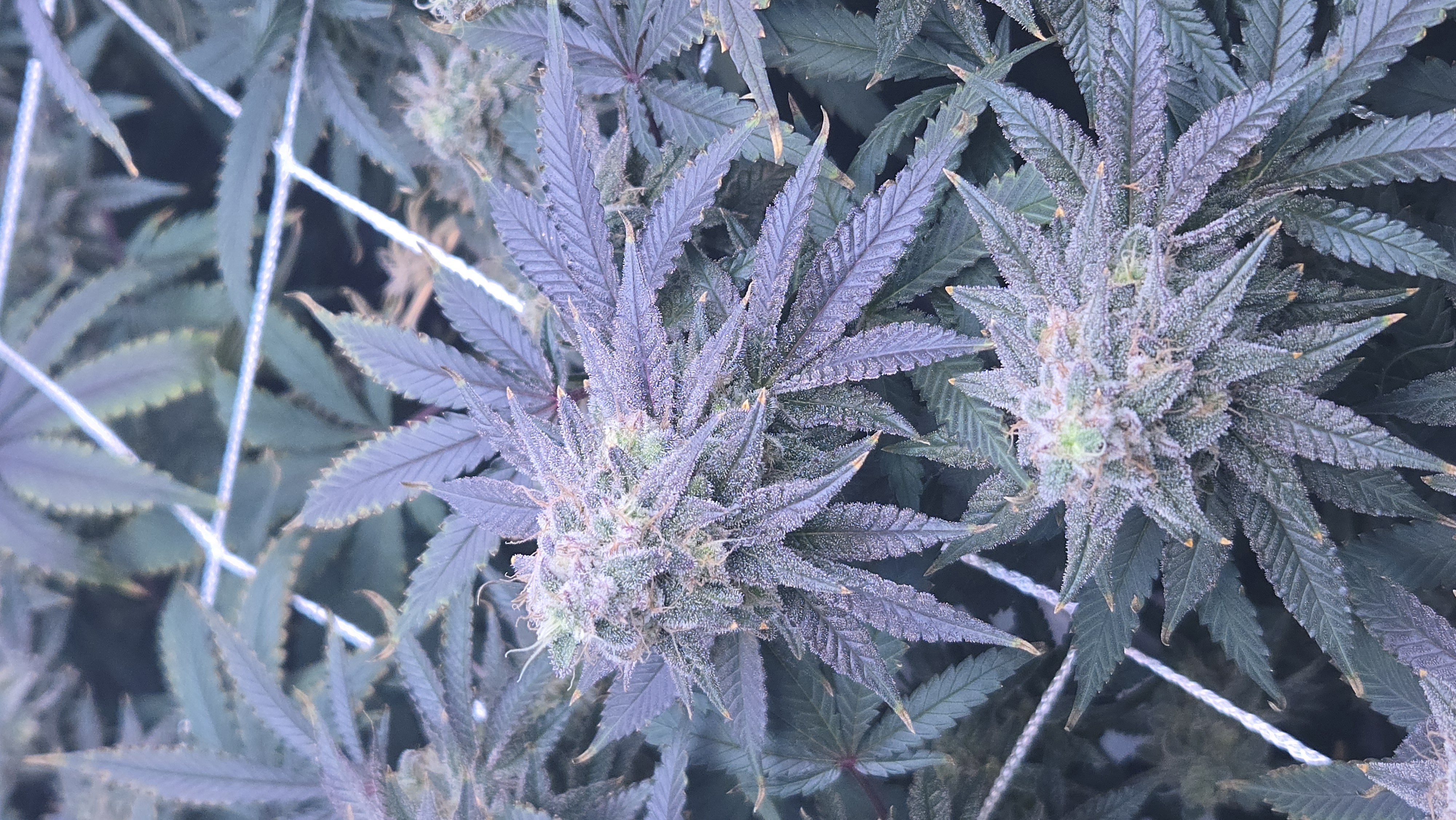 Runtz x Mint — flower, day 107