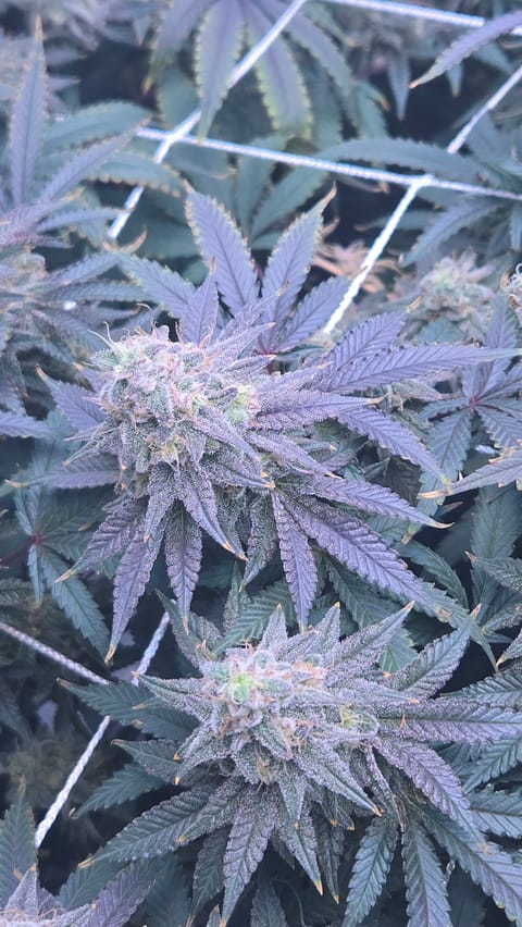 Runtz x Mint — flower, day 107