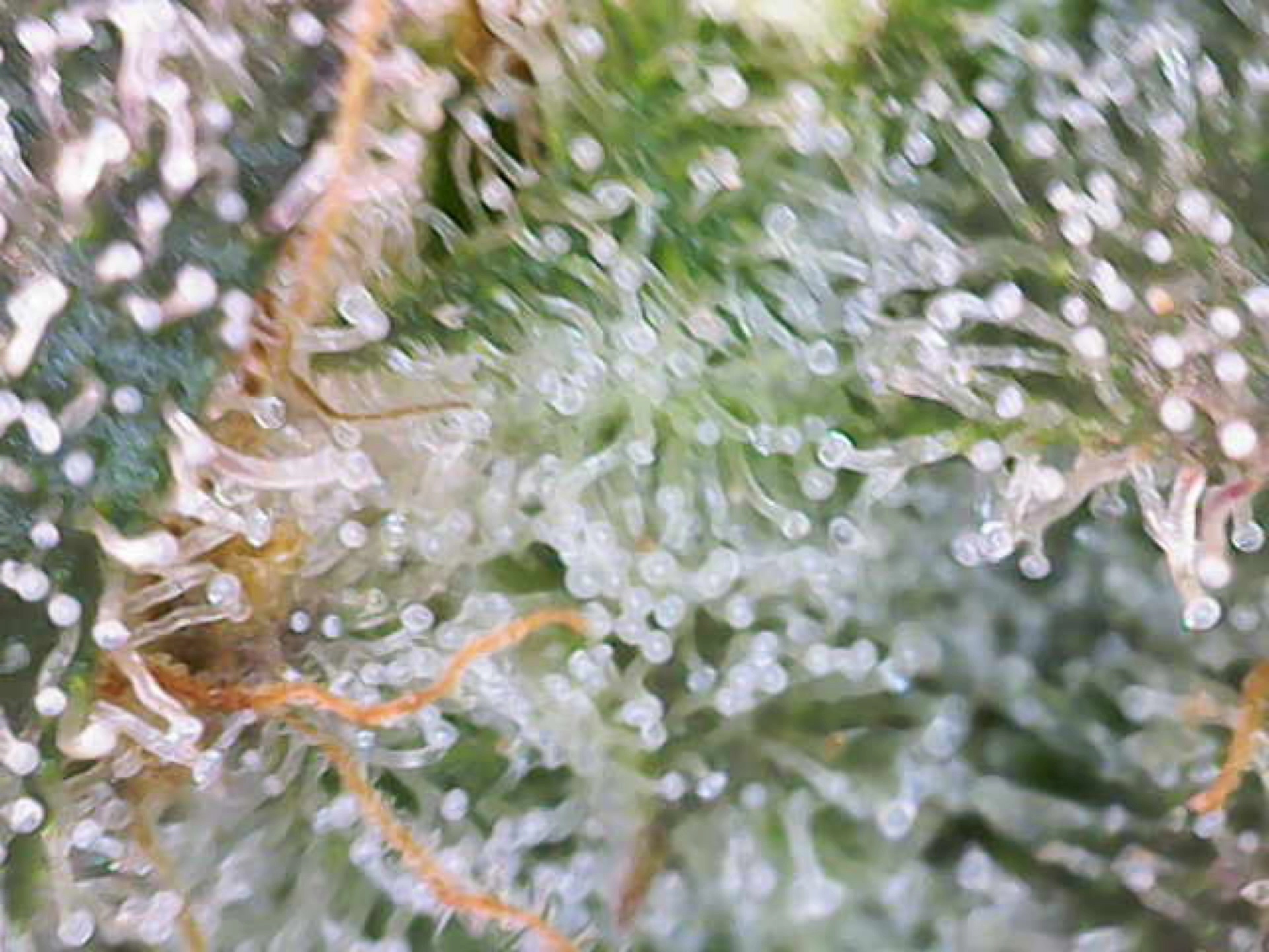 Runtz x Mint — flower, day 107