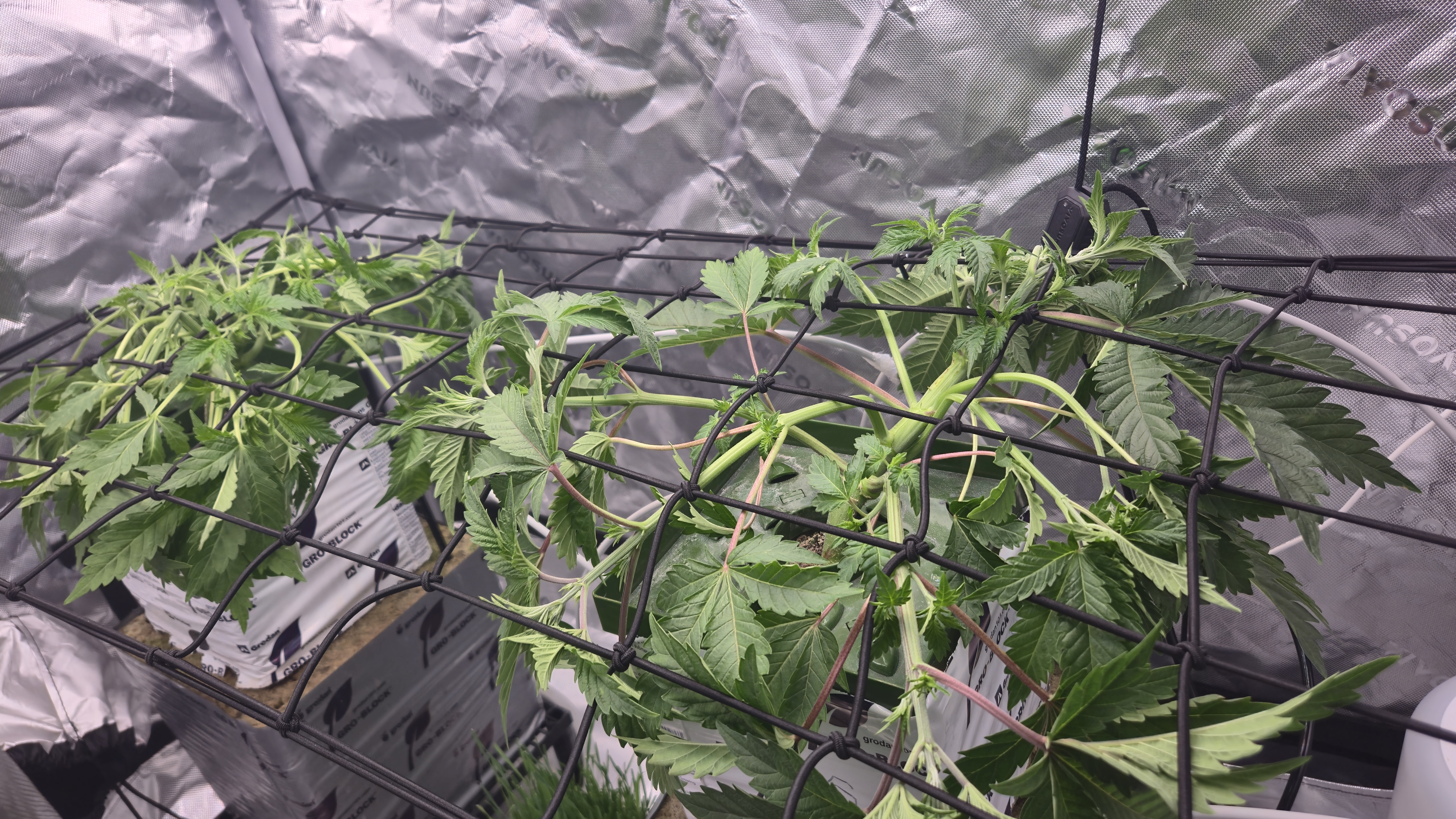 Exotic Genetics — vegetative, day 32