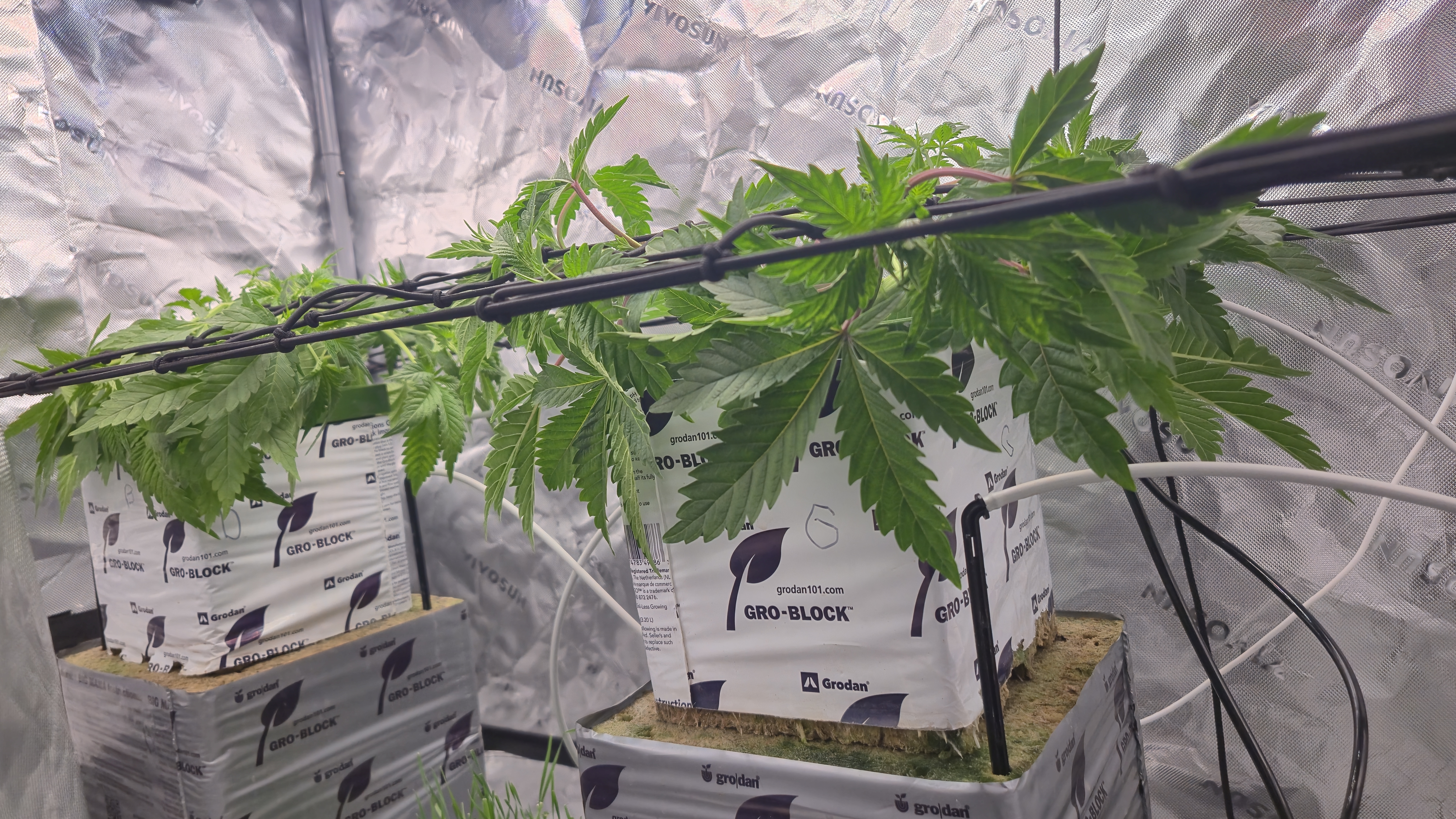 Exotic Genetics — vegetative, day 32