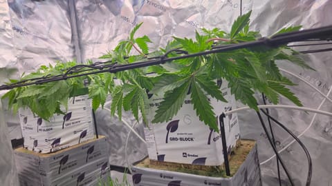 Exotic Genetics — vegetative, day 32
