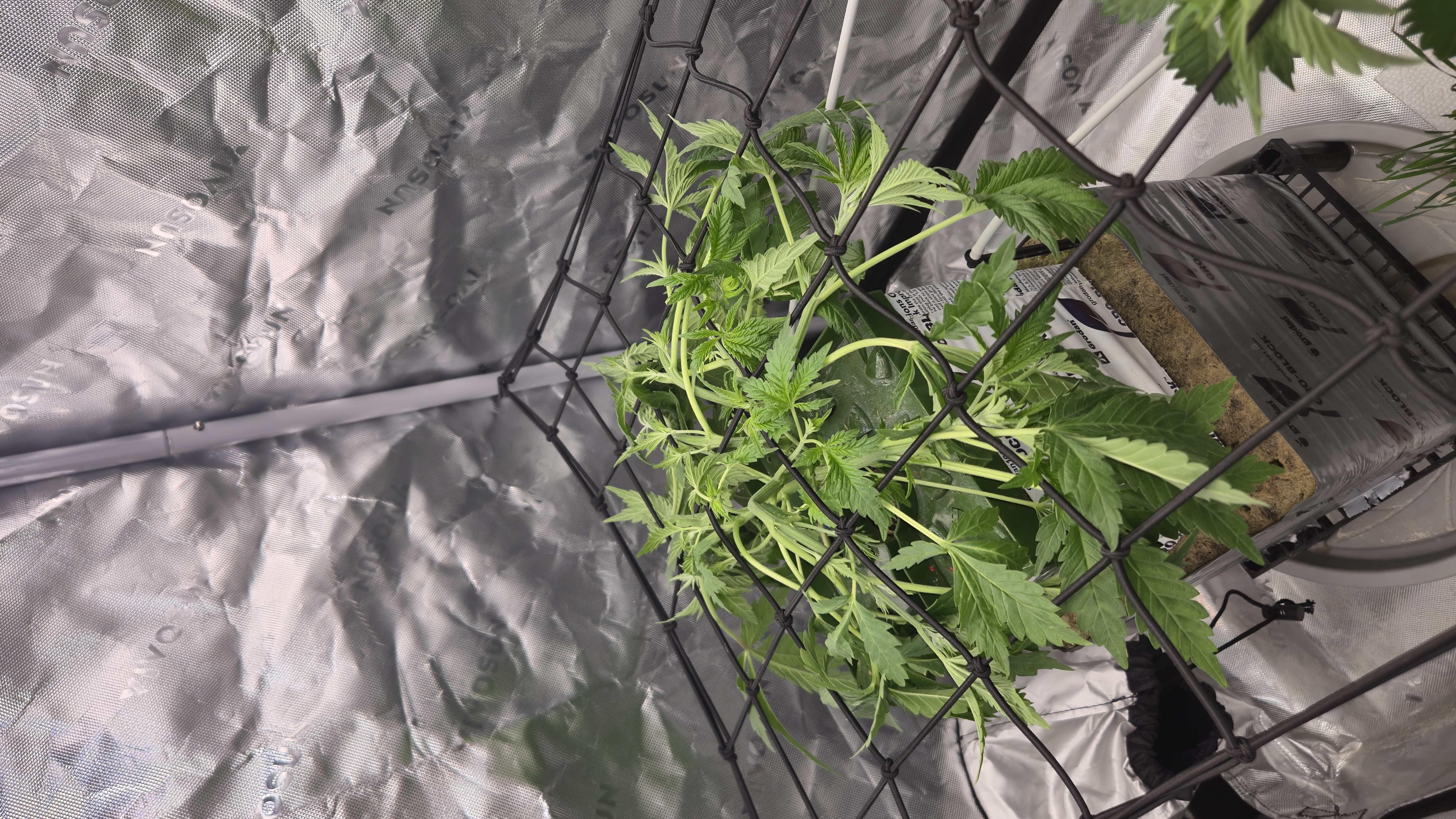 Exotic Genetics — vegetative, day 32