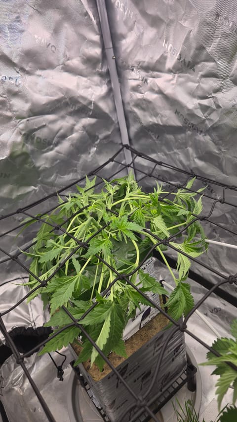 Exotic Genetics — vegetative, day 32
