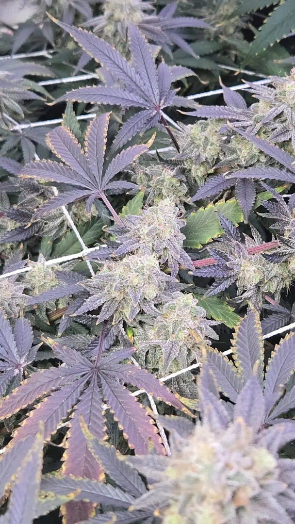 Runtz x Mint — flower, day 113