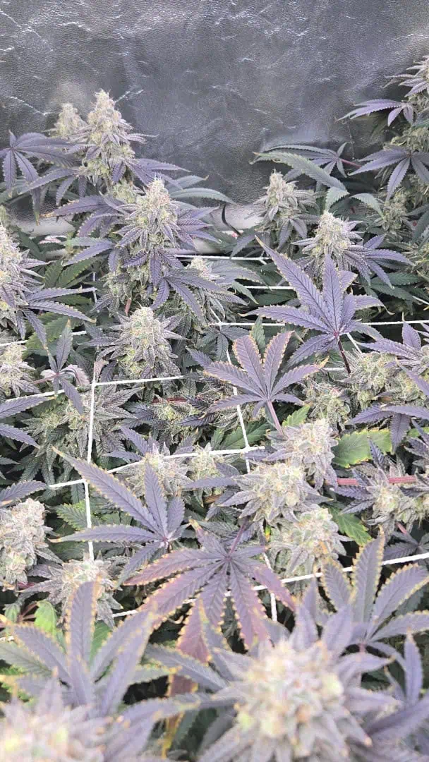 Runtz x Mint — flower, day 113