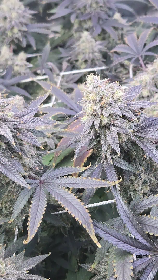 Runtz x Mint — flower, day 113