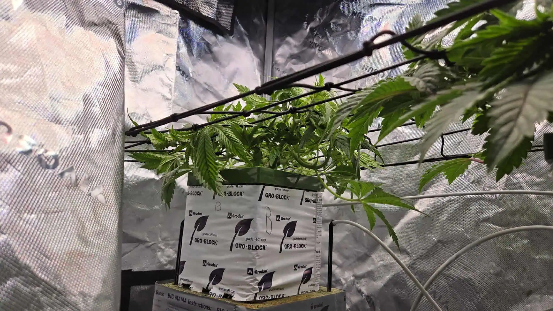 Exotic Genetics — vegetative, day 37