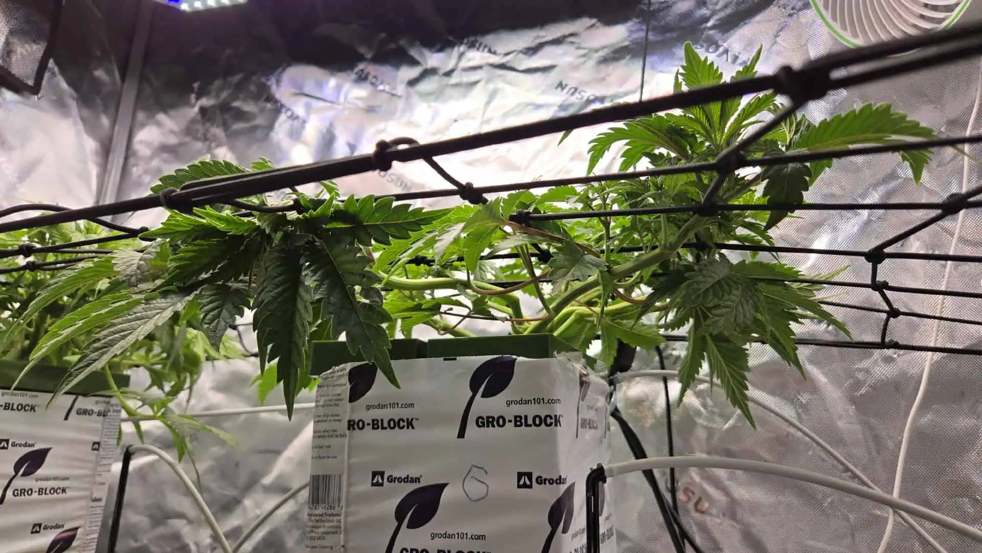Exotic Genetics — vegetative, day 37