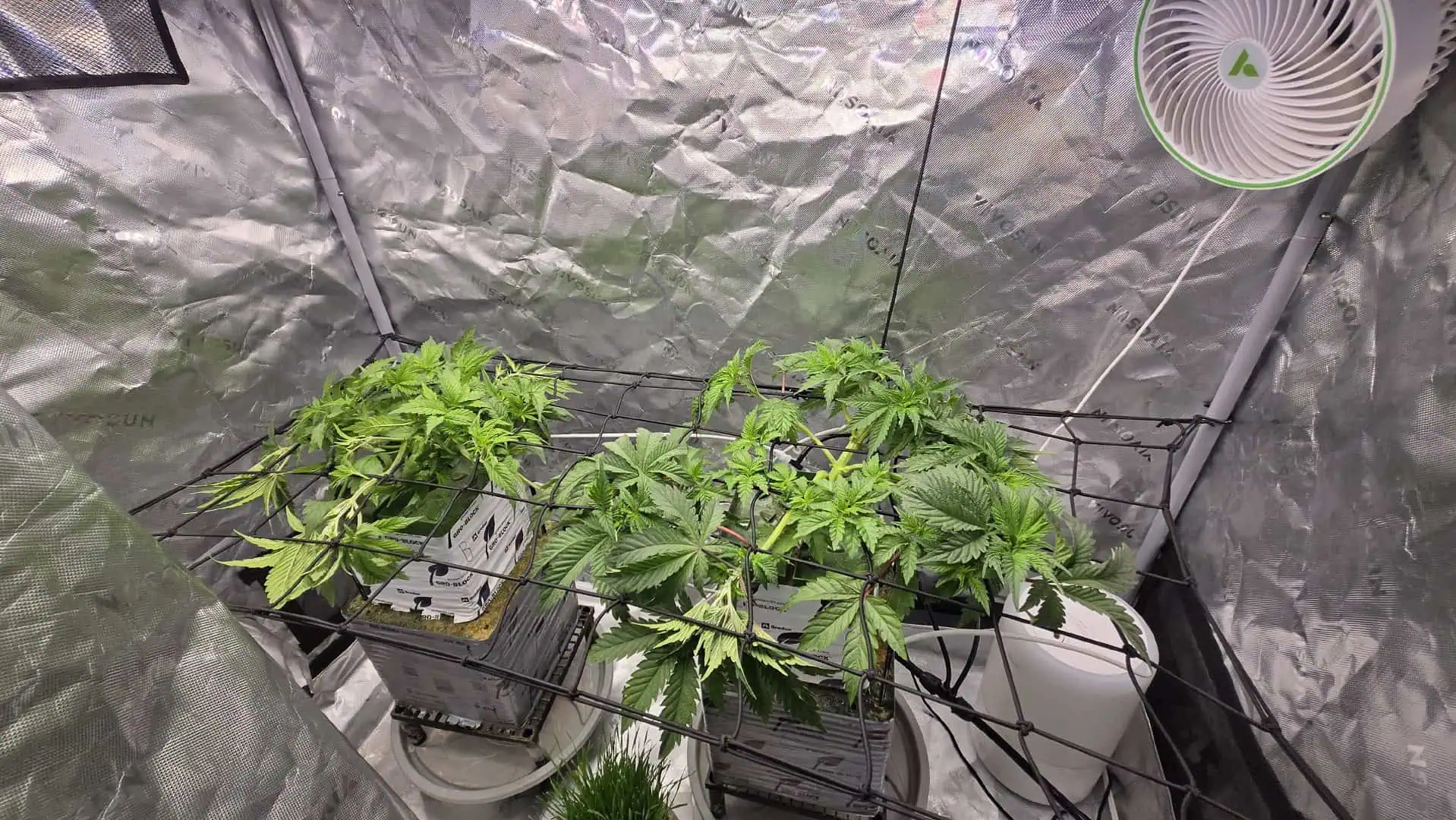 Exotic Genetics — vegetative, day 37