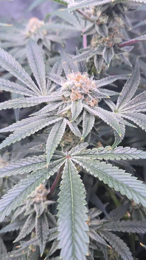 Frozen B.A.G. — flower, day 84