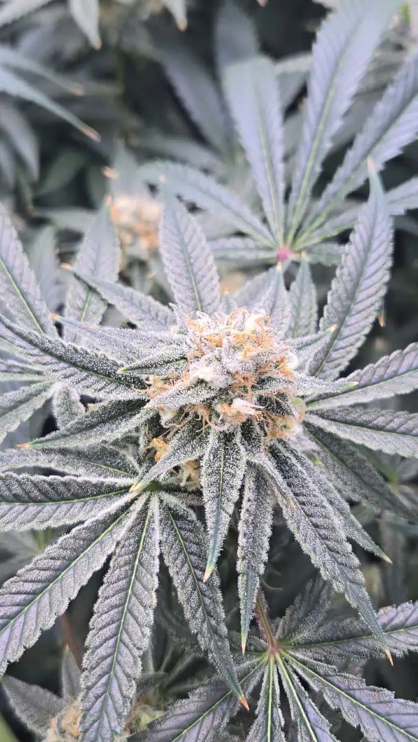 Frozen B.A.G. — flower, day 84