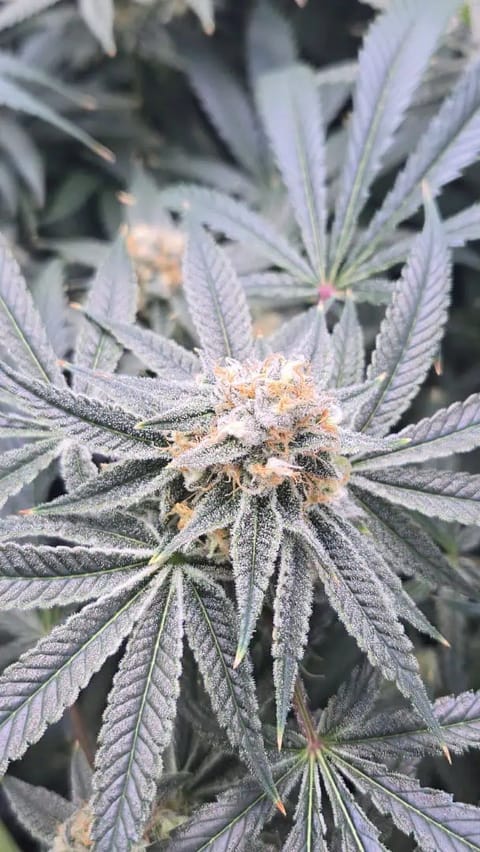 Frozen B.A.G. — flower, day 84