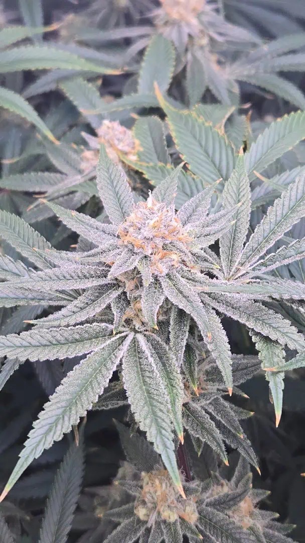 Frozen B.A.G. — flower, day 84