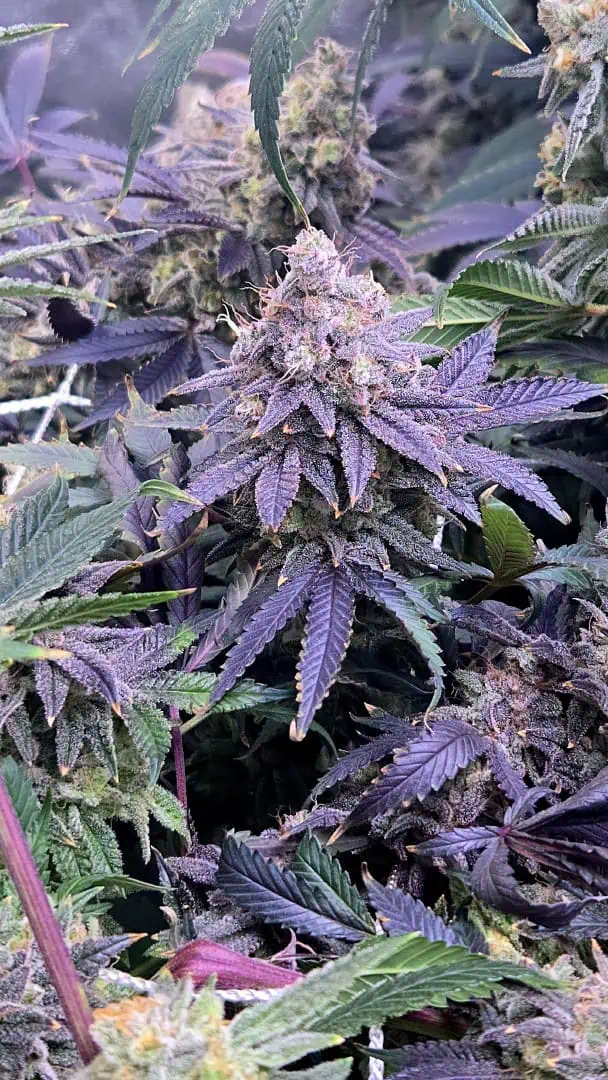 Runtz x Mint — flower, day 118