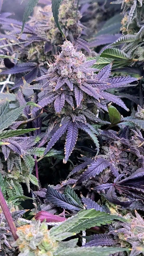 Runtz x Mint — flower, day 118