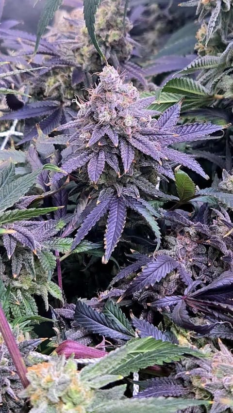 Runtz x Mint — flower, day 118