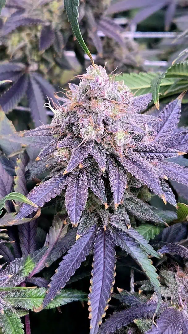 Runtz x Mint — flower, day 118