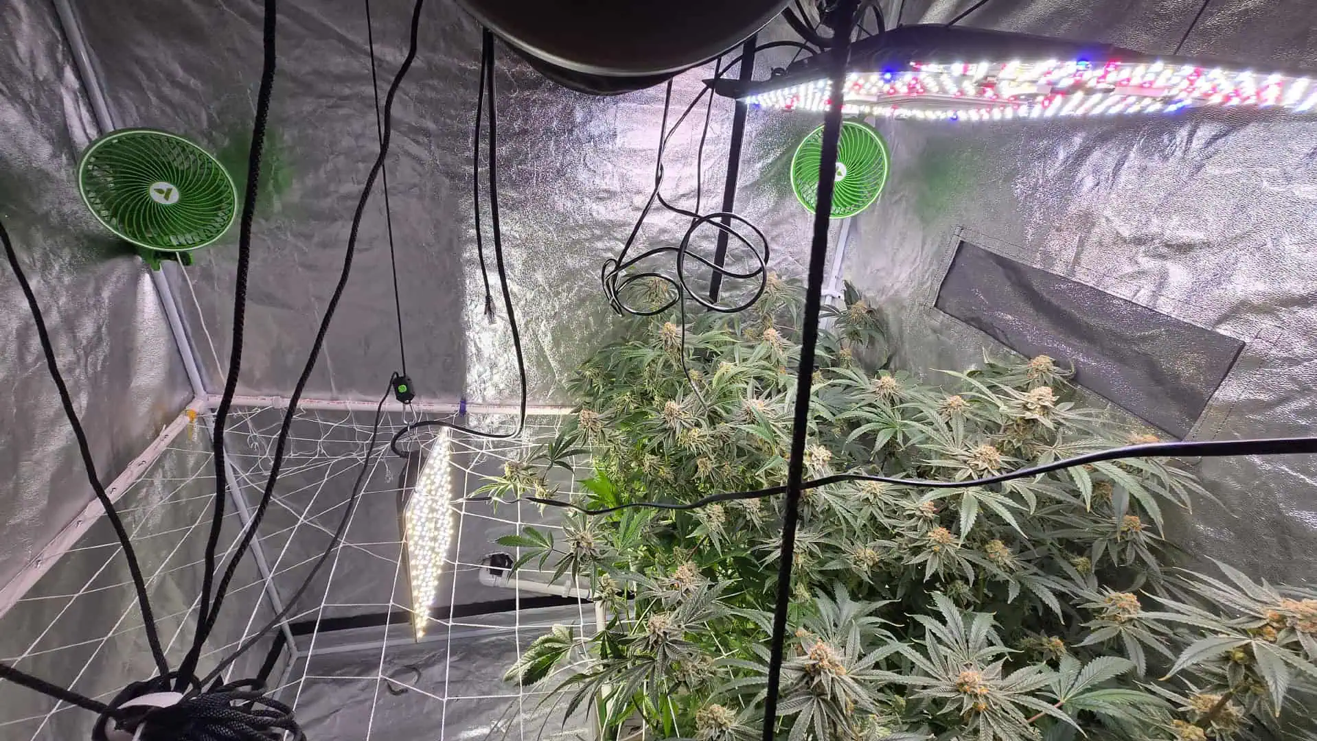 Frozen B.A.G. — flower, day 93