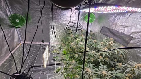 Frozen B.A.G. — flower, day 93