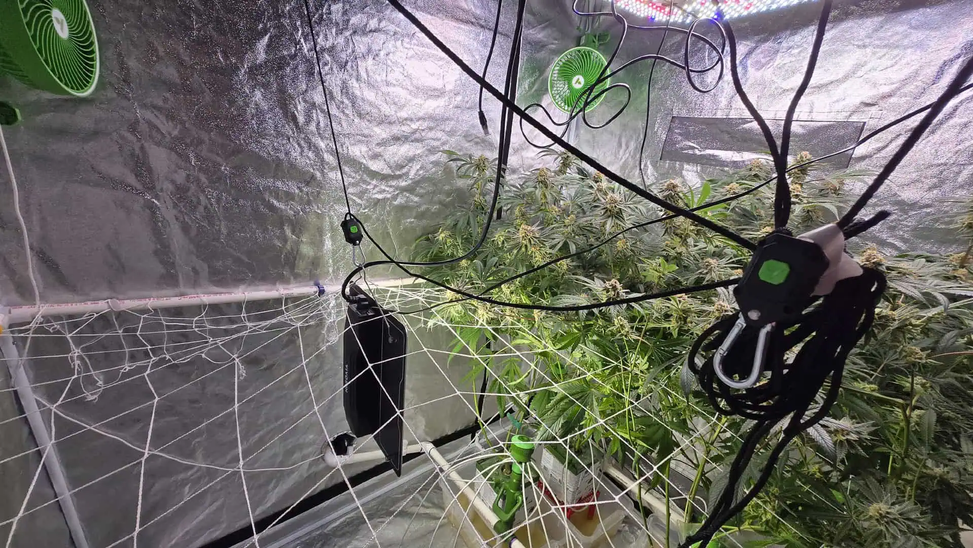 Frozen B.A.G. — flower, day 93