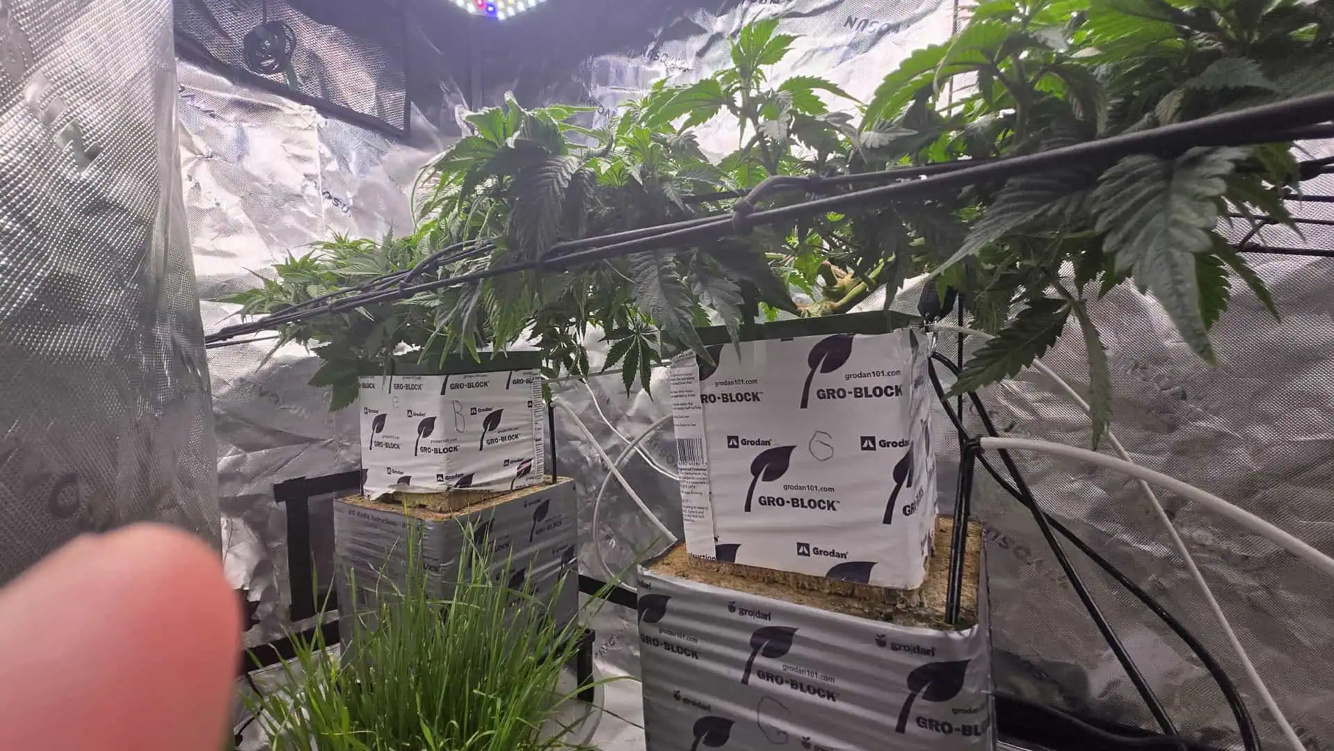 Exotic Genetics — vegetative, day 46