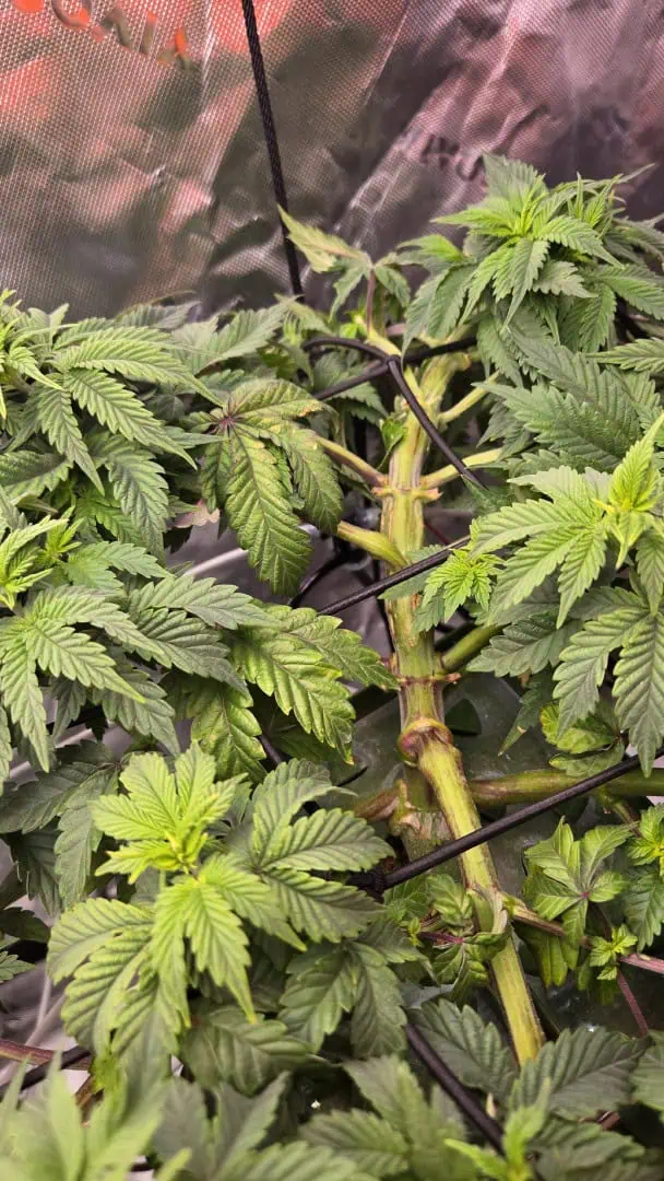 Exotic Genetics — vegetative, day 46