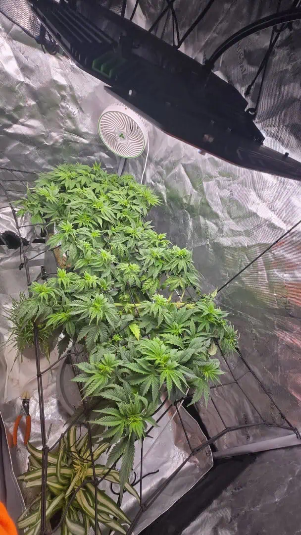 Exotic Genetics — vegetative, day 46
