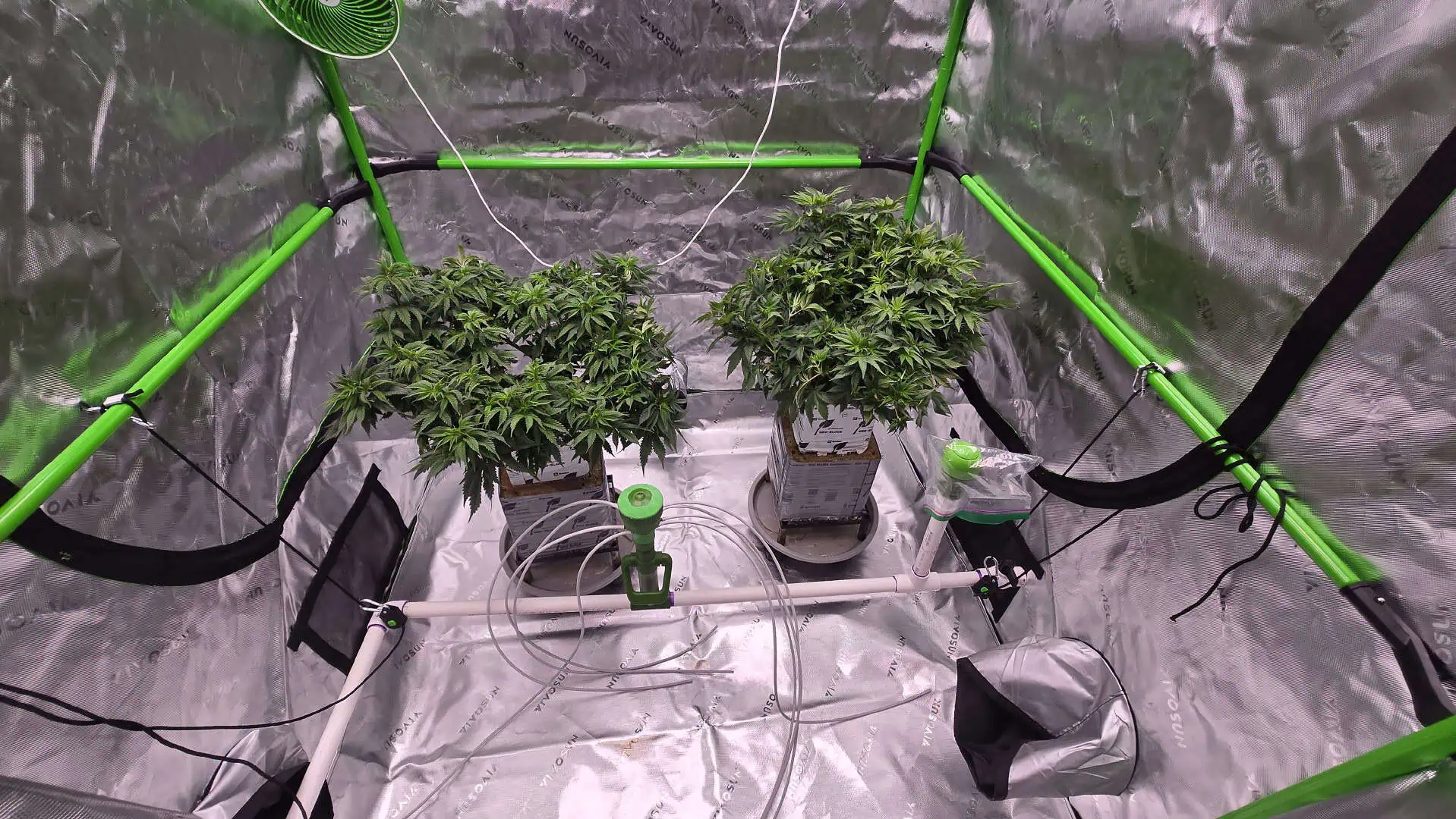 Exotic Genetics — vegetative, day 56