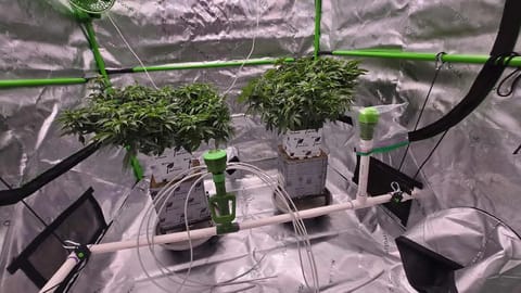 Exotic Genetics — vegetative, day 56