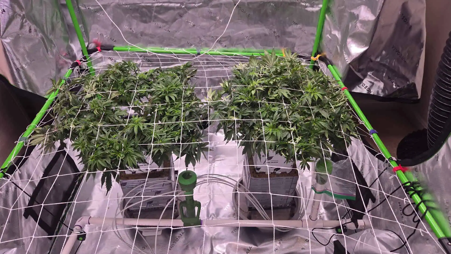 Exotic Genetics — vegetative, day 56