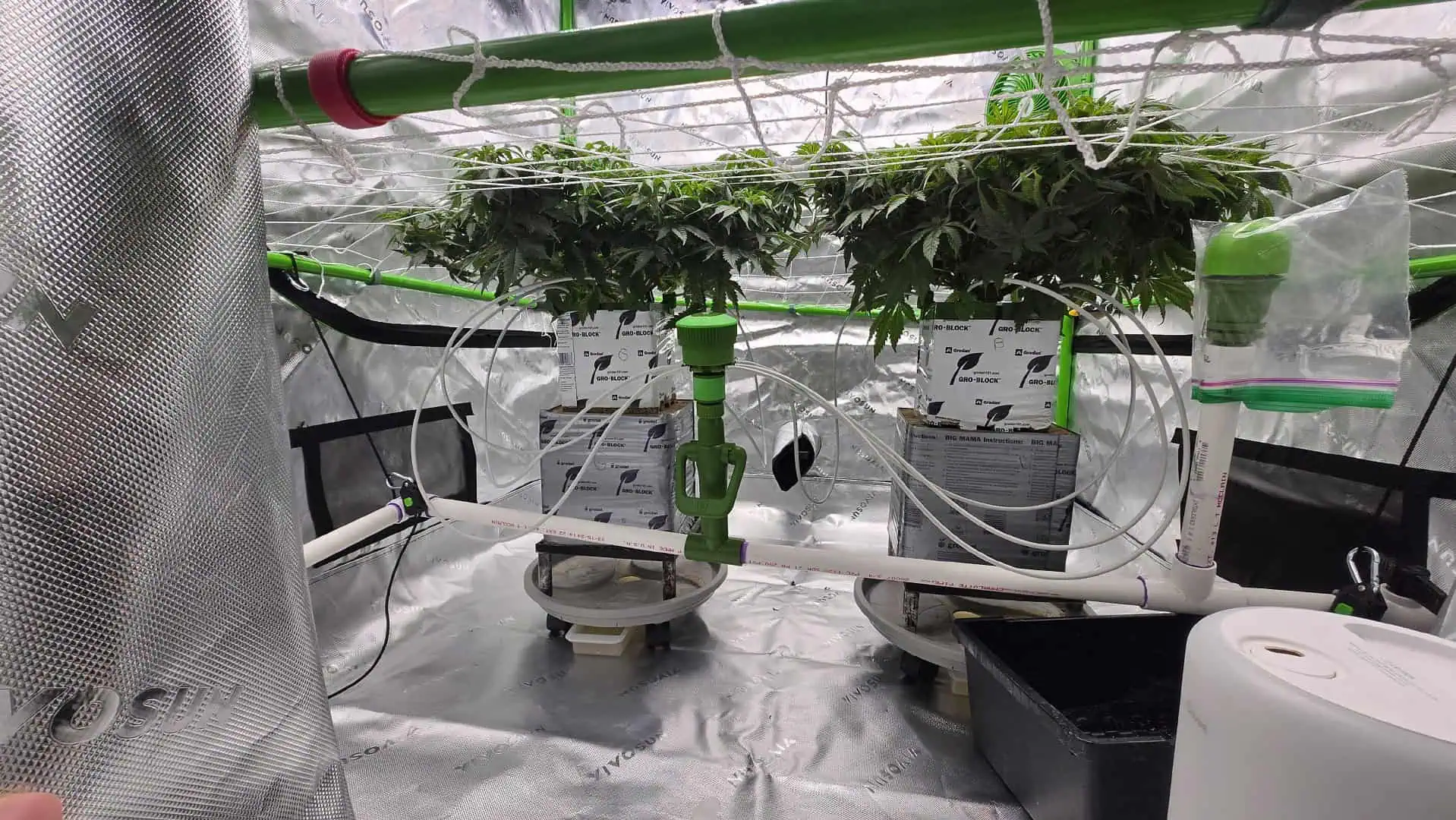 Exotic Genetics — vegetative, day 59