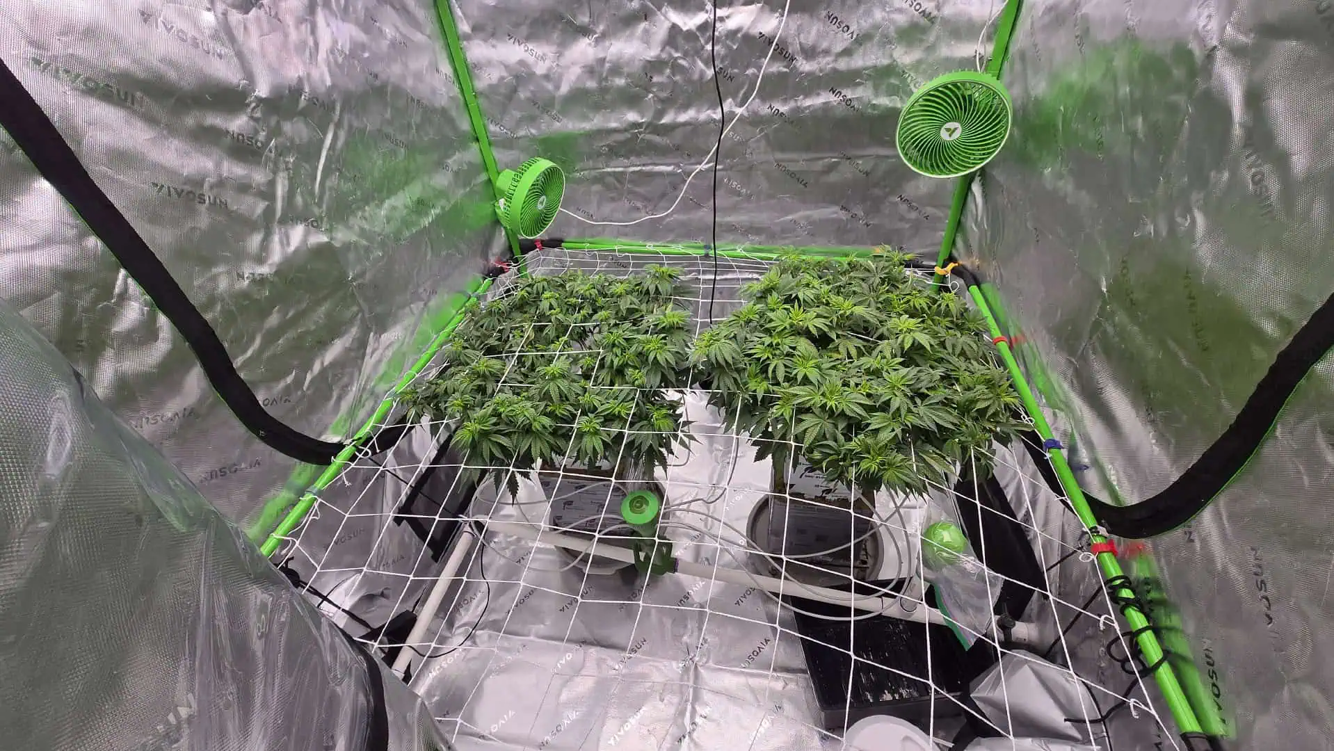 Exotic Genetics — vegetative, day 59