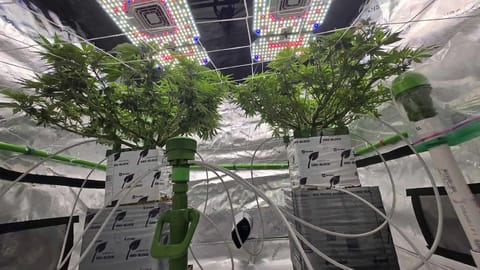 Exotic Genetics — flower, day 67